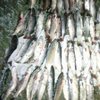 Пограничники поймали браконьеров с  рыбой почти на 200 тысяч 