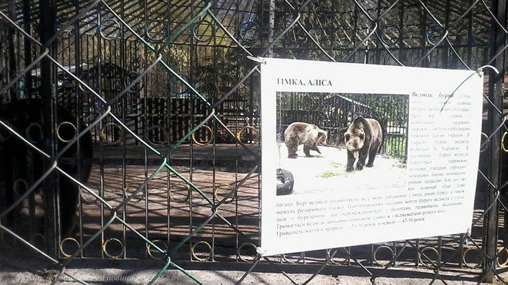 В Хмельницком взрослый медведь загрыз маленького медвежонка 