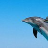 В реке возле Херсона заметили дельфинов (фото)