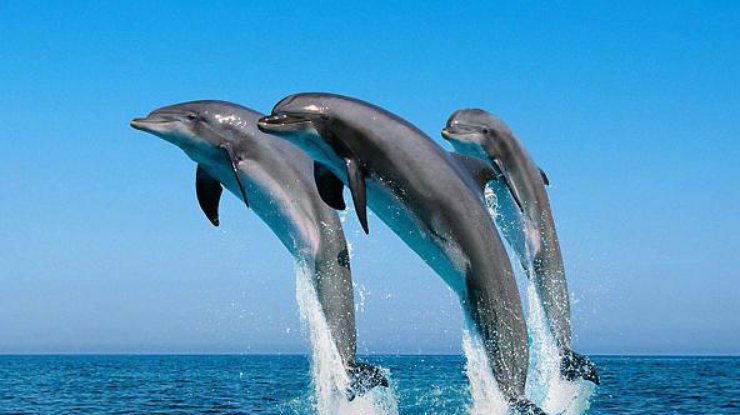 Черноморские дельфины плывут в Днепр за рыбой