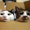 Почему кошки так любят прятаться в коробках