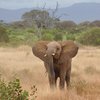 В Зимбабве слон раздавил стрелявшего в его собратьев охотника 