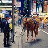В Нью-Йорке испуганная лошадь спровоцировала ДТП (видео) 