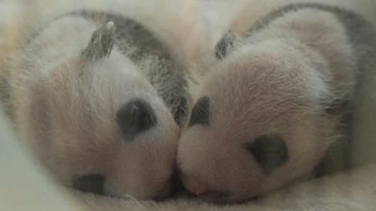 В Китае родились панды-близнецы 