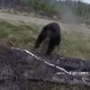 Жуткое видео: медведь атаковал охотника 
