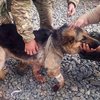 На Донбассе героический пес прикрыл собой бойцов во время обстрела (фото) 