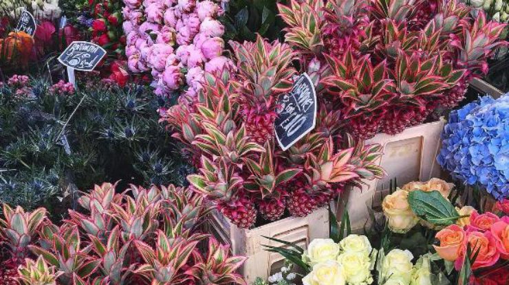В Коста-Рике начали продавать розовые ананасы