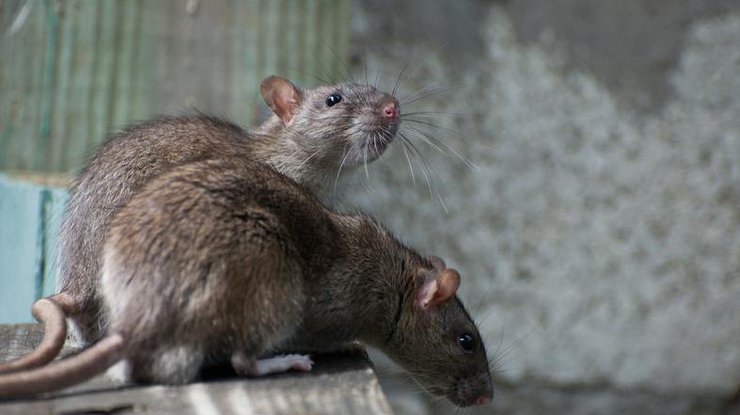 В Индии крыс обвинили в алкоголизме