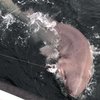 В Ирландии рыбак поймал самую большую акулу в Европе