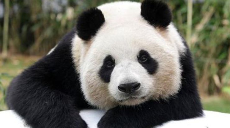 В Китае появится первый в мире туристический маршрут для любителей панд