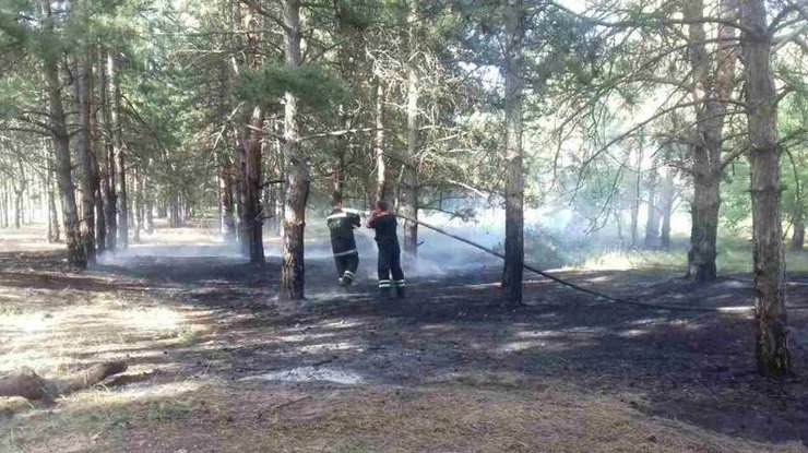 В Украине начались лесные пожары 
