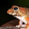 В Индии студентка обнаружила новый вид носатых жаб 