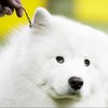 В Японии собаки научатся определять онкологию по запаху