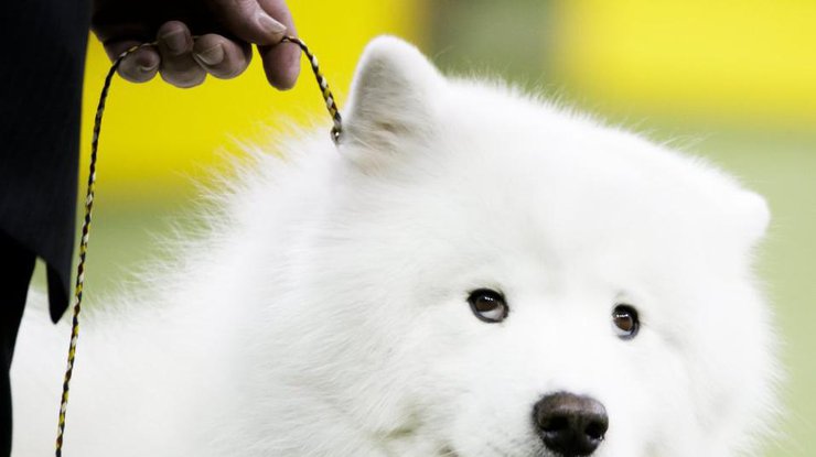 В Японии собаки научатся определять диагнозы
