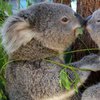 В Австралии голодная коала забрела в ресторан (фото)