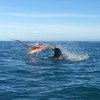 Впечатляющее видео: морской лев подрался с гигантским осьминогом