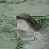 В Одессе обнаружили убитых дельфинов
