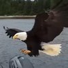 Хитрый орел украл улов у рыбака из-под носа (видео)