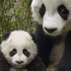 В Китае на свет появились три детеныша панды (фото) 