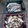 В Одесской области браконьер наловил рыбы на 200 тысяч 