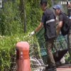 Поліція Гонконгу влаштувала гонитву за диким кабаном