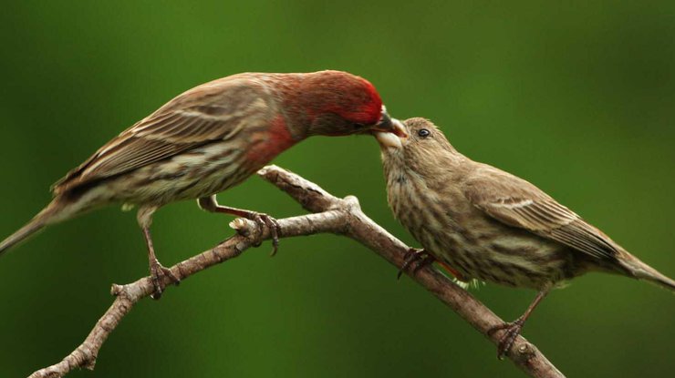 Птицы используют окурки не как утеплитель, а для защиты от клещей