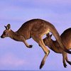 В Австралии прыгающие кенгуру запутывают беспилотные автомобили
