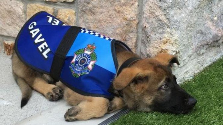В Австралии уволили собаку из полиции за дружелюбие 