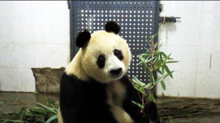 В Китае скончалась панда-долгожительница Сусу / Фото: Chinanews.com