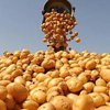 В украинской картошке нашли рак (фото) 