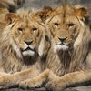 В ЮАР сбежавших из заповедника львов наказали убийством 