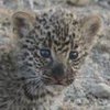 Львица стала приемной мамой для детеныша леопарда (фото) 