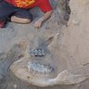 10-летний мальчик нашел остатки древнего животного (фото) 