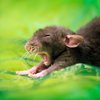 Крысы стали "моделями" для фотографа из Канады 