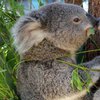 Зачем коалам отпечатки пальцев - исследование 