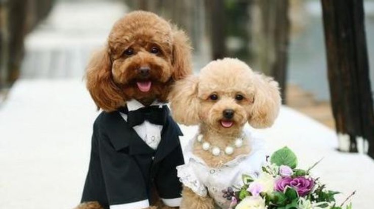 Фото: top-wedding.ru