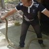 В Таиланде женщине на голову с потолка упала 4-х метровая кобра 