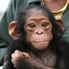 У шимпанзе обнаружили признаки человеческого слабоумия