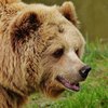 68-летний японец отбился от медведя приемами каратэ
