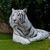 В Украине родились редкие тигрята (видео) 