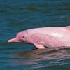 Редкий случай: туристы засняли розового дельфина (видео) 