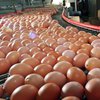 В Дании продали 20 тонн отравленных яиц из Нидерландов