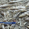 Днепр в Черкасской области превратился в кладбище рыбы (видео)