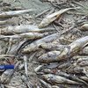 На Черкащині узбережжя Дніпра перетворилося на звалище мертвої риби
