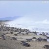 На узбережжі Мексики нашестя морських черепах