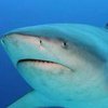 В Таиланде акула укусила туриста за пятку