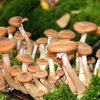 Отравление грибами: в Черниговской области умерла молодая девушка  