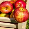 Яблочный Спас 2017: вкусные рецепты из яблок и орехов
