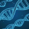 Ученые нашли "слабое место" в ДНК человека