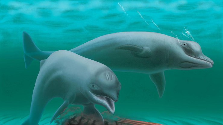 Морское млекопитающее достигало в длину 1,2 метра. Фото Robert Boessenecker